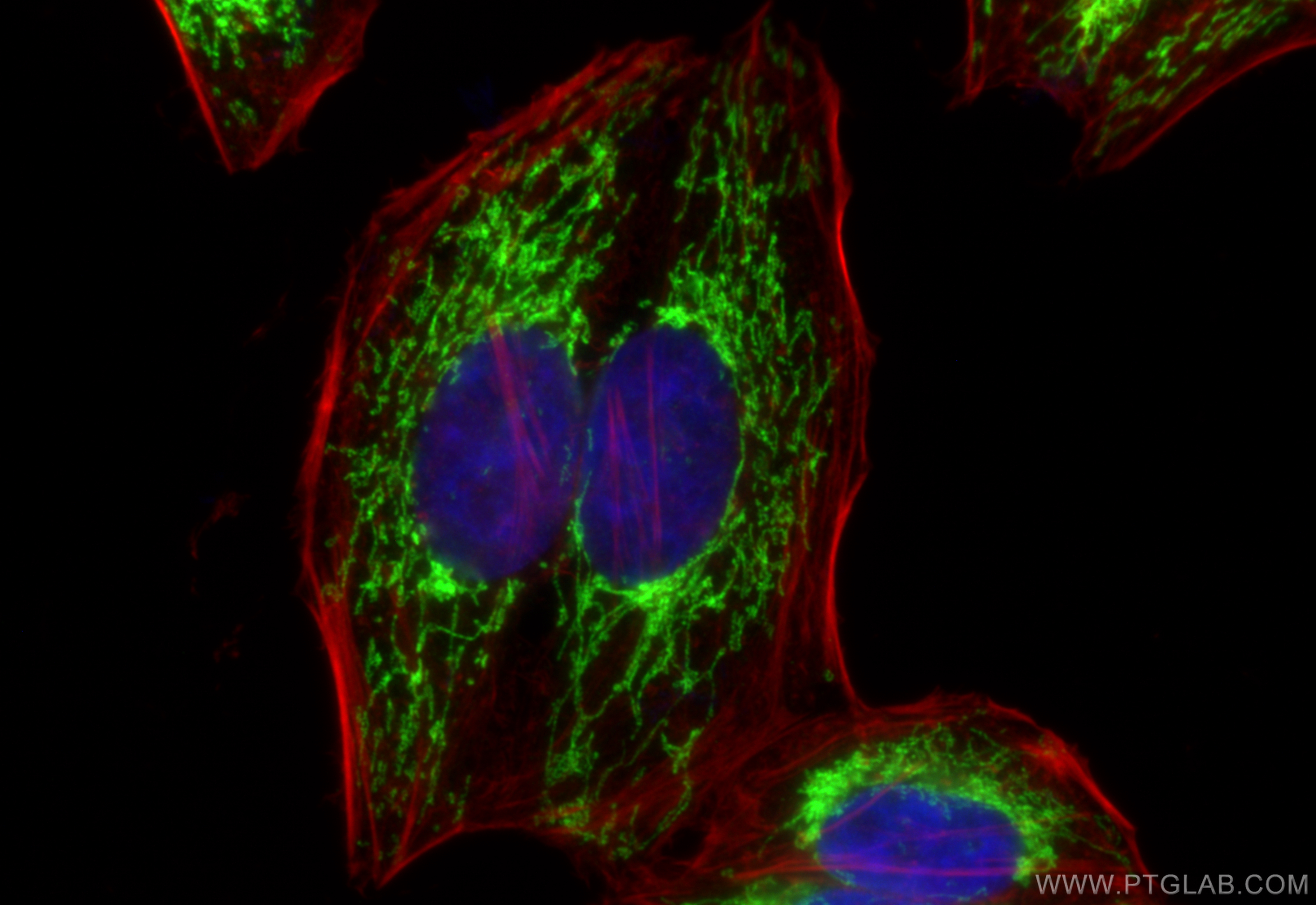 Immunofluorescence (IF) / fluorescent staining of HepG2 cells using citrate synthase Polyclonal antibody (16131-1-AP)