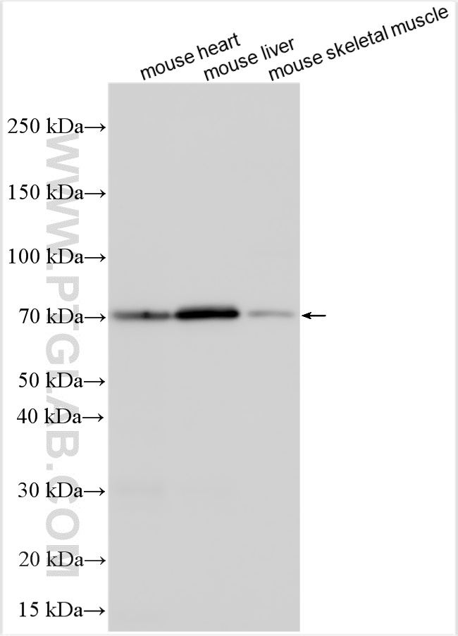 Western Blot (WB) analysis of various lysates using CSDA Polyclonal antibody (31704-1-AP)