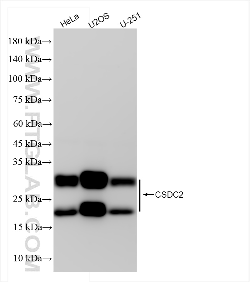 Western Blot (WB) analysis of various lysates using CSDC2 Recombinant antibody (83886-5-RR)