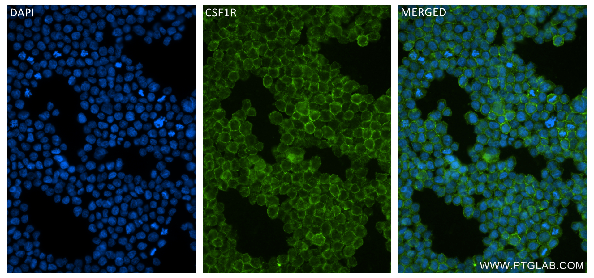 Immunofluorescence (IF) / fluorescent staining of THP-1 cells using CSF1R Recombinant antibody (84477-6-RR)