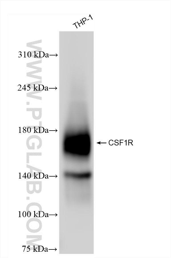 CSF1R antibody (84477-6-RR) | Proteintech