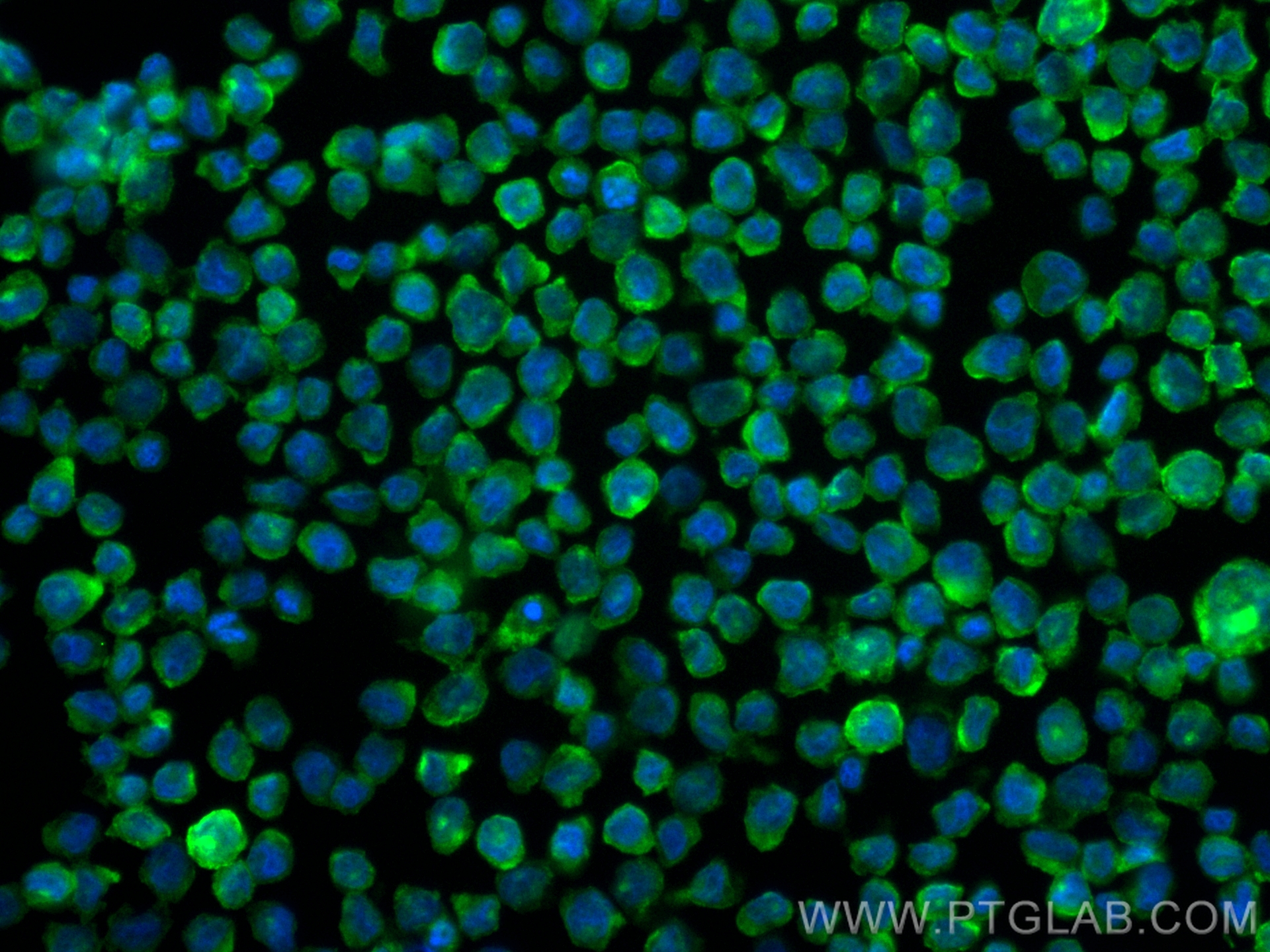 Immunofluorescence (IF) / fluorescent staining of THP-1 cells using CoraLite® Plus 488-conjugated CSF1R/CD115 Recombin (CL488-84477-6)
