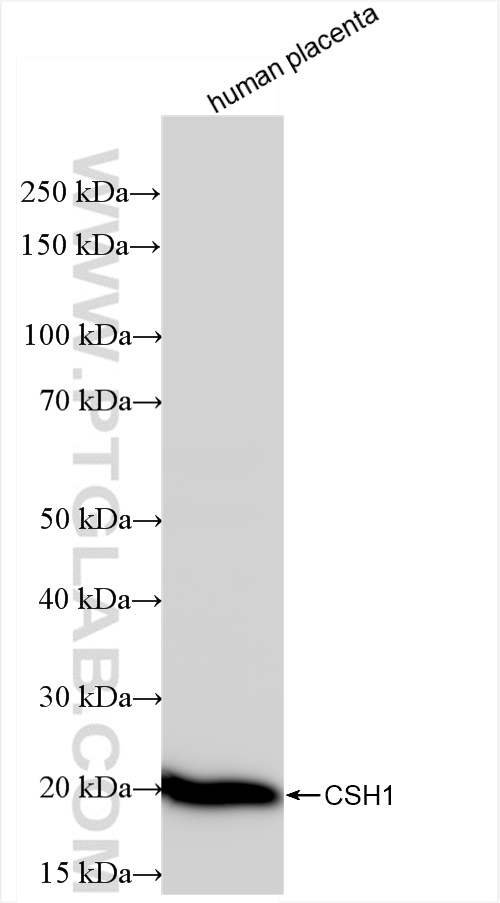 Western Blot (WB) analysis of human placenta tissue using Placental lactogen Recombinant antibody (84361-2-RR)