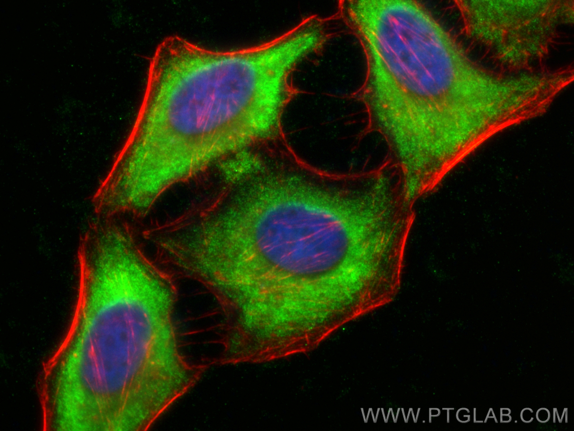 Immunofluorescence (IF) / fluorescent staining of HeLa cells using CoraLite® Plus 488-conjugated CSN2 Polyclonal anti (CL488-10969)