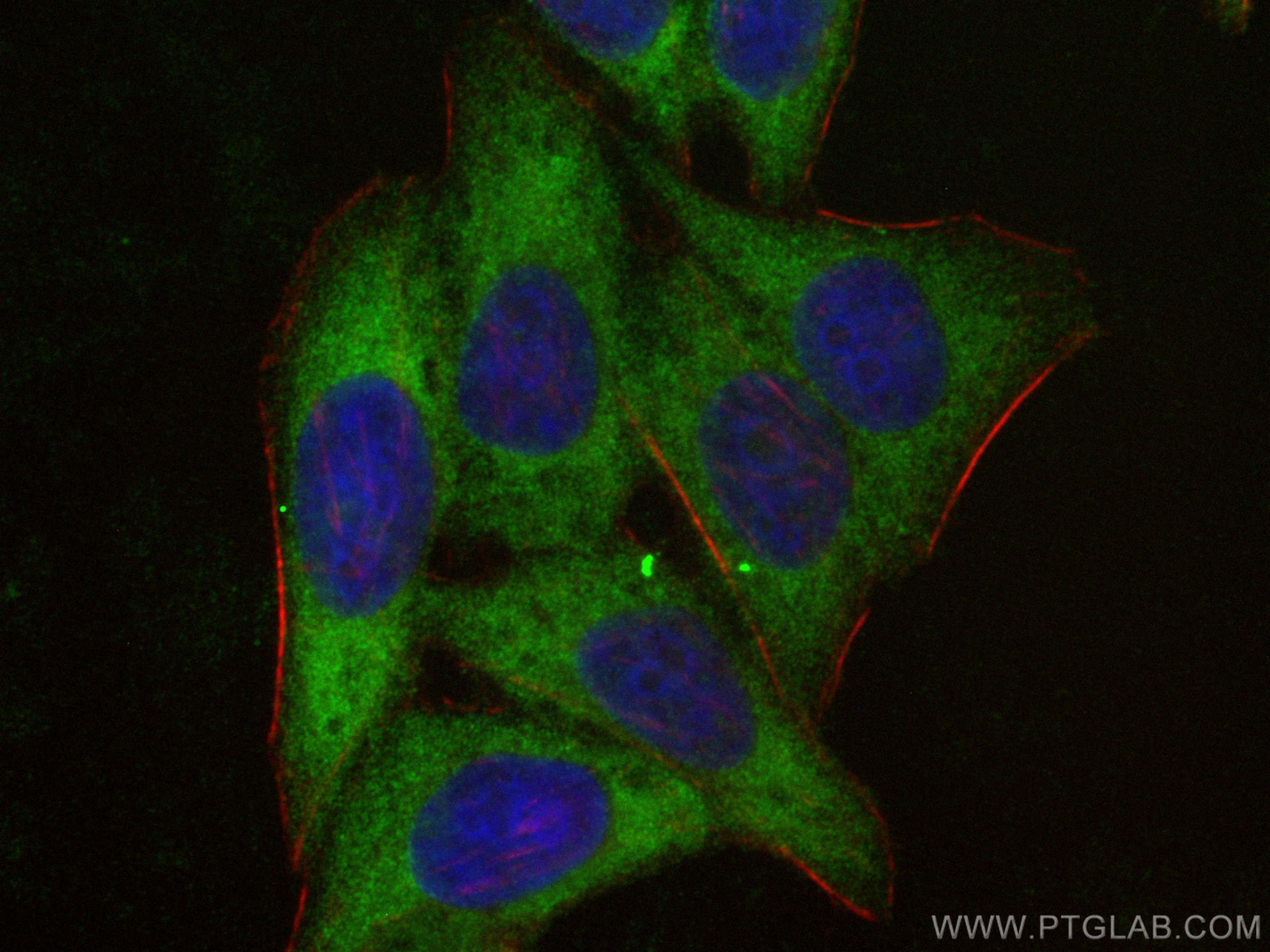 Immunofluorescence (IF) / fluorescent staining of HepG2 cells using Casein Kinase 1 Delta Polyclonal antibody (14388-1-AP)