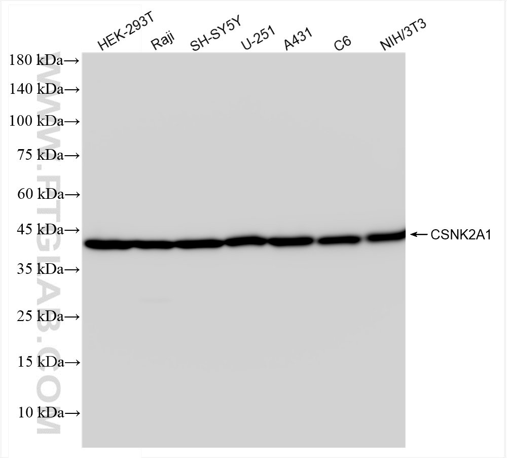 Western Blot (WB) analysis of various lysates using CSNK2A1 Recombinant antibody (83805-4-RR)