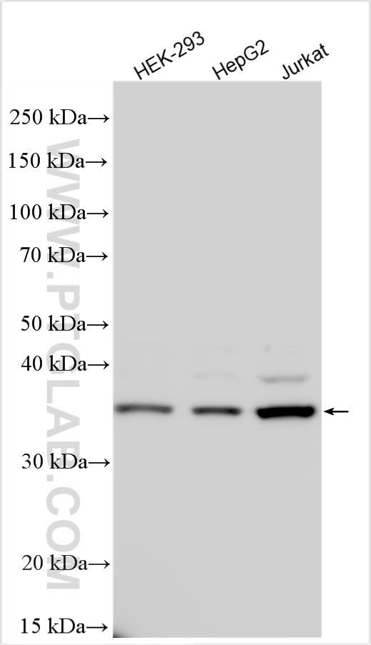 Western Blot (WB) analysis of various lysates using CSNK2A2 Polyclonal antibody (10606-1-AP)