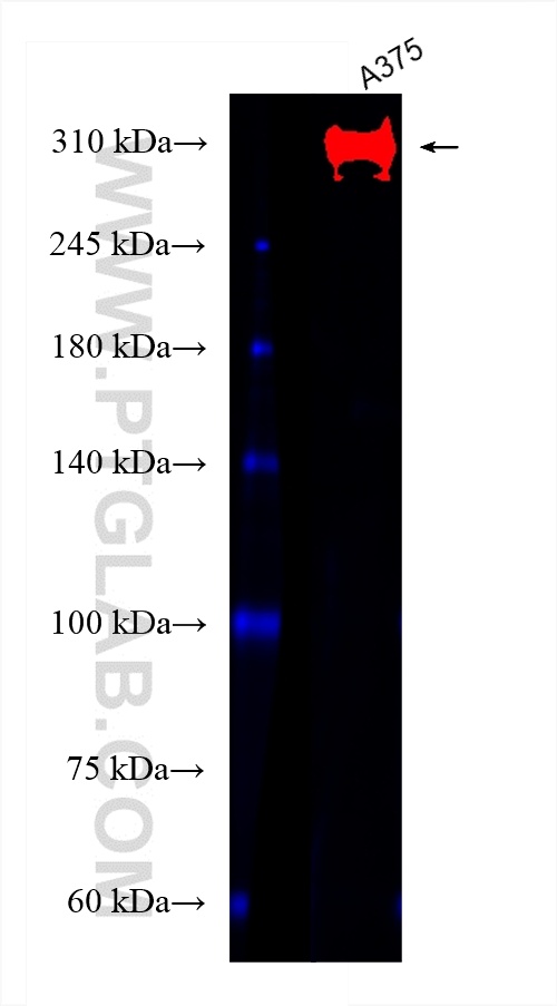 Western Blot (WB) analysis of A375 cells using CoraLite®488-conjugated CSPG4 Polyclonal antibody (CL488-55027)