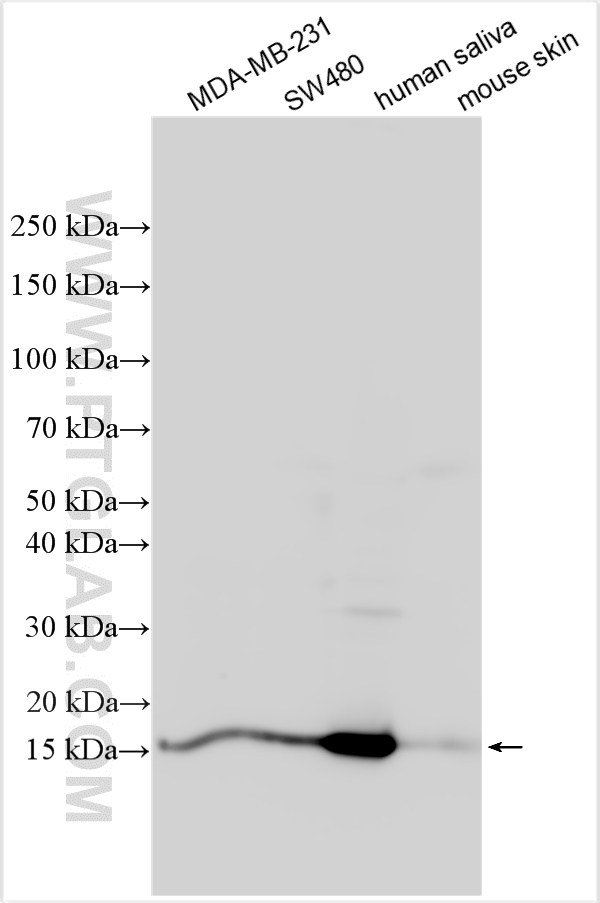 Western Blot (WB) analysis of various lysates using Cystatin SN/CST1 Polyclonal antibody (16025-1-AP)