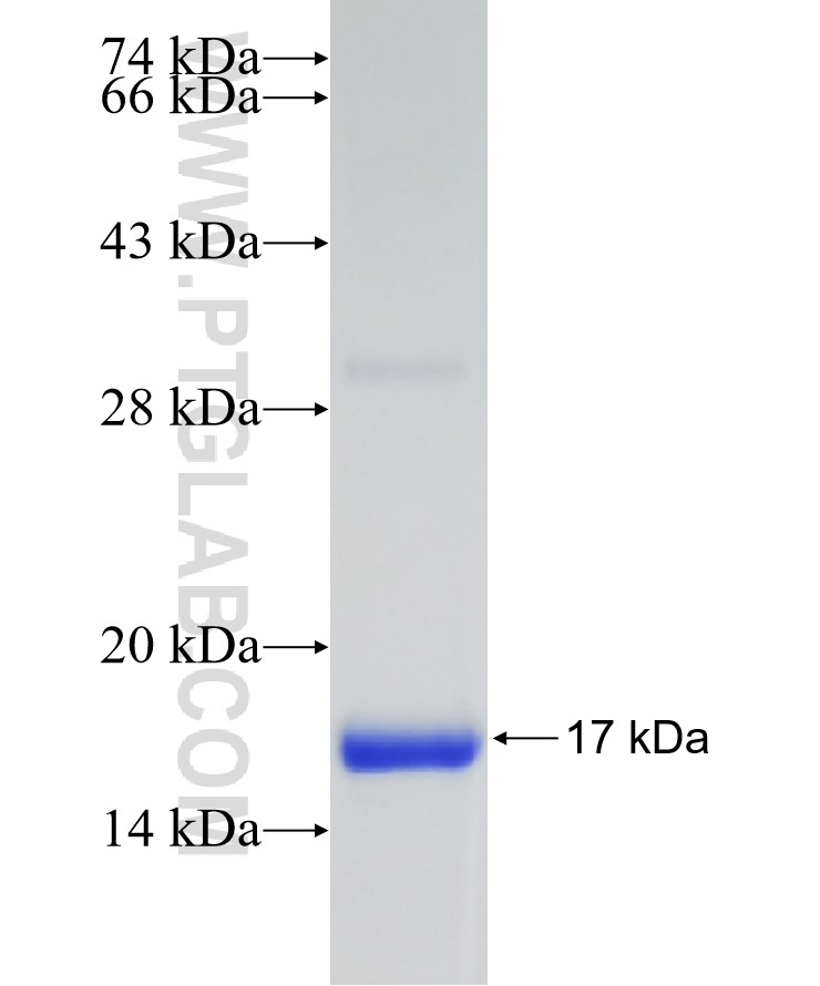 CST1 fusion protein Ag9068 SDS-PAGE