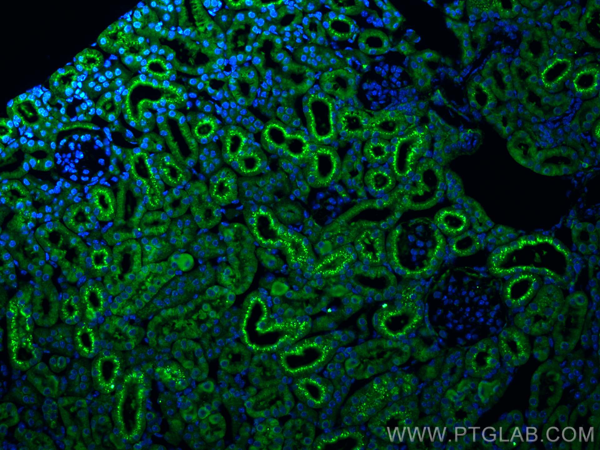 Immunofluorescence (IF) / fluorescent staining of mouse kidney tissue using Cystatin C Polyclonal antibody (12245-1-AP)