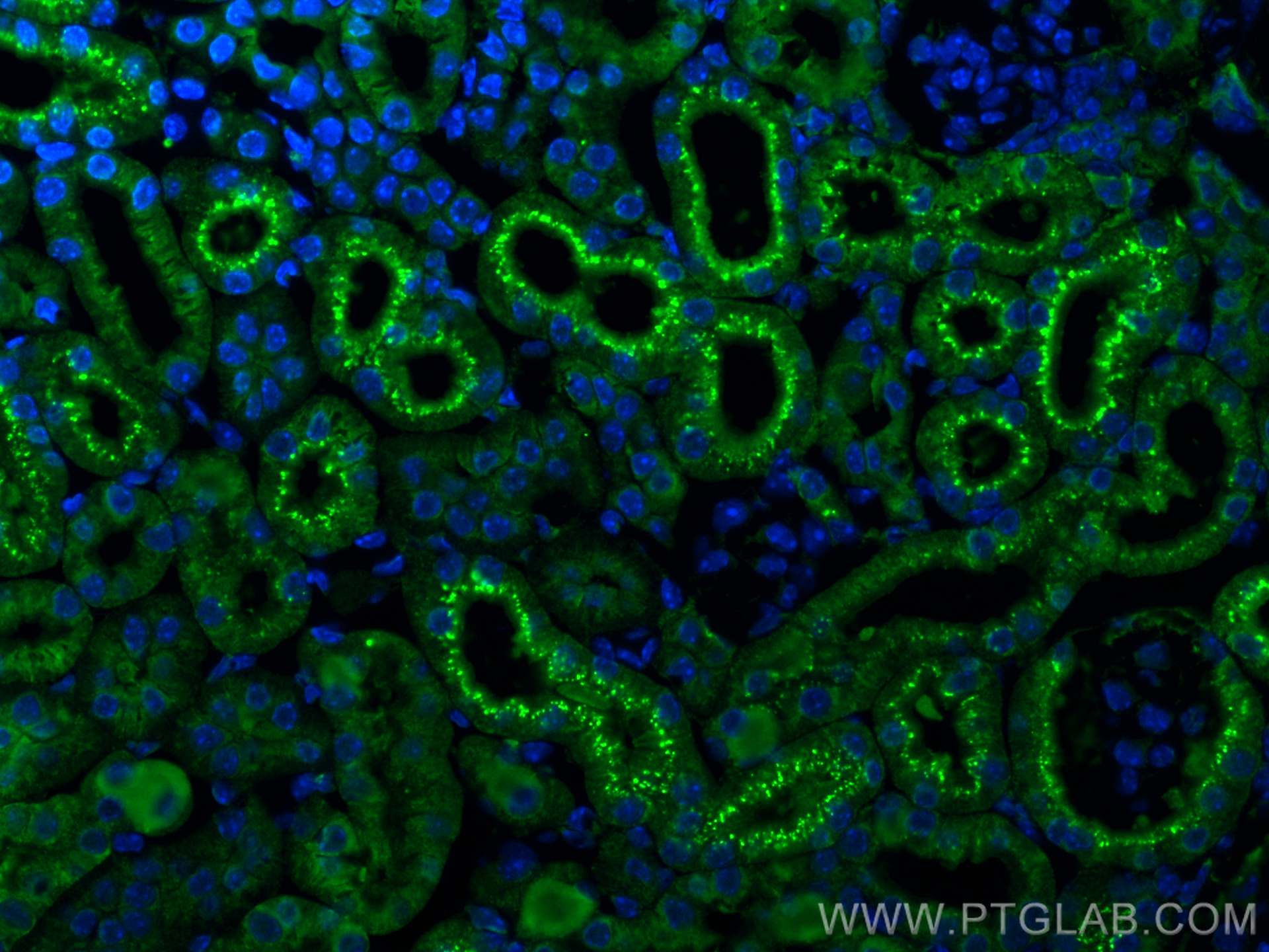 Immunofluorescence (IF) / fluorescent staining of mouse kidney tissue using Cystatin C Polyclonal antibody (12245-1-AP)