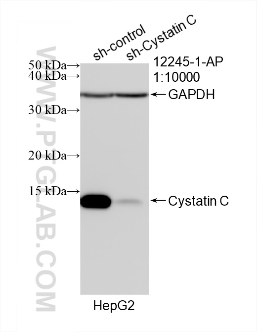 Western Blot (WB) analysis of HepG2 cells using Cystatin C Polyclonal antibody (12245-1-AP)