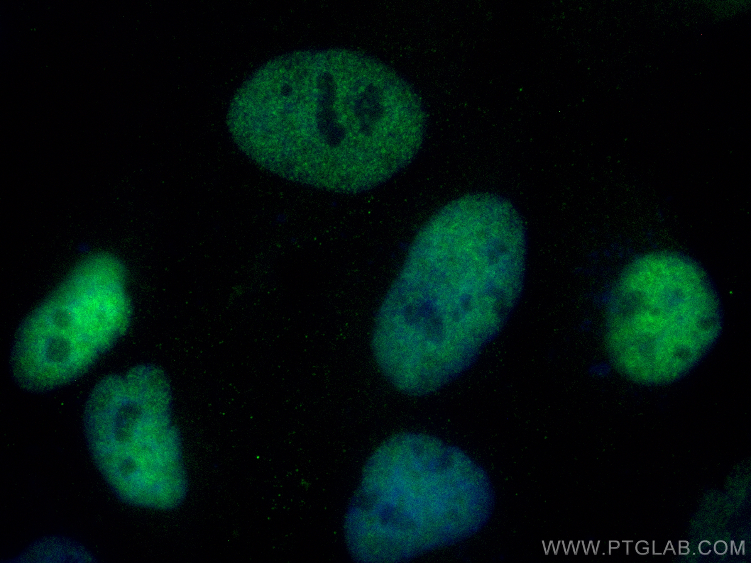 Immunofluorescence (IF) / fluorescent staining of HeLa cells using CoraLite® Plus 488-conjugated CTBP1 Monoclonal ant (CL488-66995)