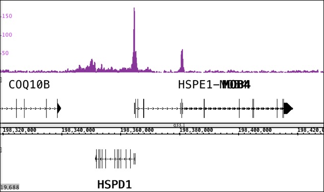 CTBP2 antibody (pAb) tested by ChIP-Seq. ChIP was performed using the ChIP-IT High Sensitivity Kit (Cat. No. 53040) with 30 ug of chromatin from mouse liver and 10 ul of antibody. ChIP DNA was sequenced on the Illumina HiSeq and 15 million sequence tags were mapped to identify CTBP2 binding sites. The image shows binding across a regions of chromosome 11. You can view the complete data set in the UCSC Genome Browser