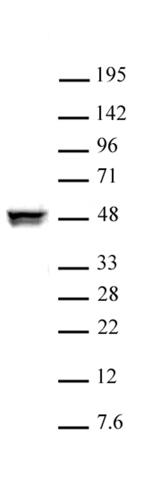 CTBP2 antibody (pAb) tested by Western blot Nuclear extract of HeLa cells (10 ug) probed with CTBP2 antibody (1:1000).