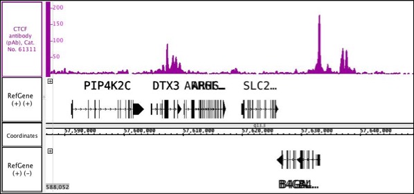 CTCF antibody (rAb) tested by ChIP-Seq Chromatin immunoprecipitation (ChIP) was performed using the ChIP-IT High Sensitivity Kit (Cat. No. 53040) with MCF7-SER breast cancer cell line chromatin and 4 ug of CTCF antibody. ChIP DNA was sequenced on the Illumina NextSeq and 15.4 million sequence tags were mapped to identify CTCF binding sites on chromosome 12.