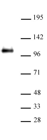 CTCF pAb tested by Western blot. The analysis was performed using 20 ug HeLa nuclear cell extract and CTCF antibody at a 1:1000 dilution.