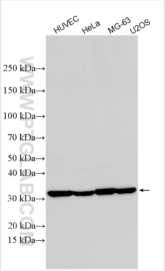 Western Blot (WB) analysis of various lysates using CTGF Polyclonal antibody (25474-1-AP)