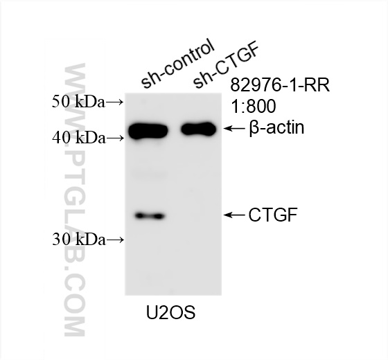 Western Blot (WB) analysis of U2OS cells using CTGF Recombinant antibody (82976-1-RR)