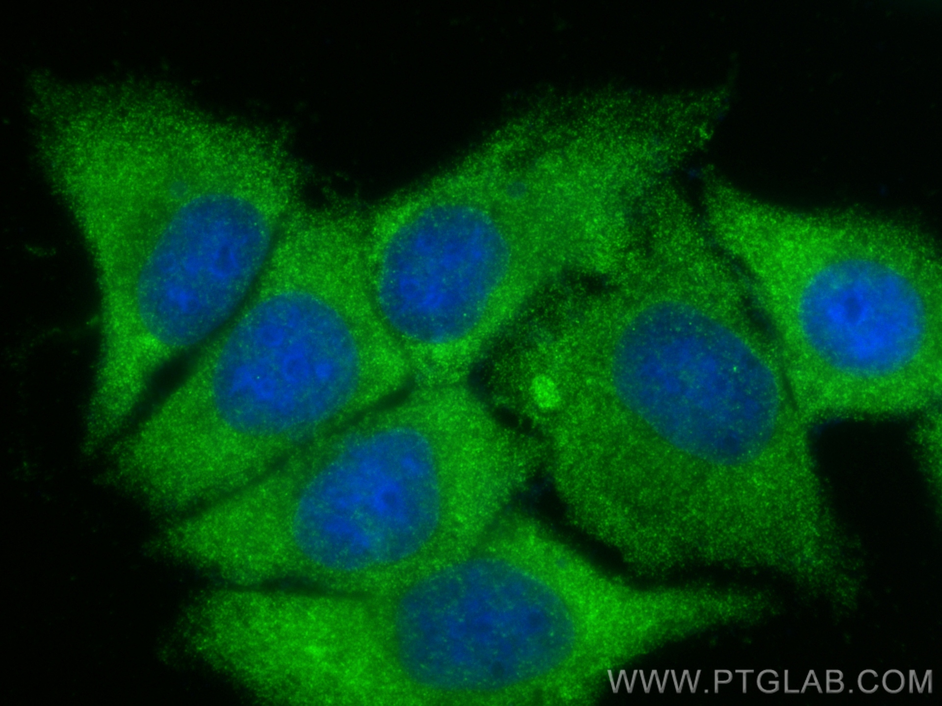 Immunofluorescence (IF) / fluorescent staining of HepG2 cells using Gamma Cystathionase Polyclonal antibody (12217-1-AP)