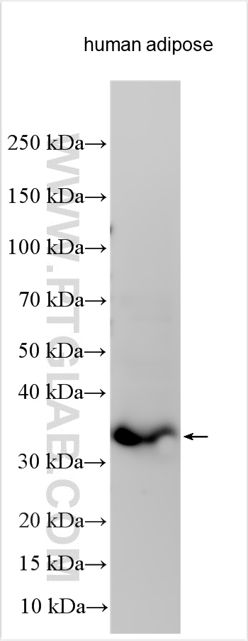 Western Blot (WB) analysis of various lysates using CTRP1 Polyclonal antibody (30289-1-AP)