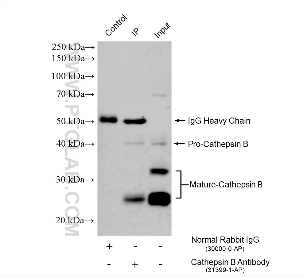 Immunoprecipitation (IP) experiment of HepG2 cells using Cathepsin B Polyclonal antibody (12216-1-AP)