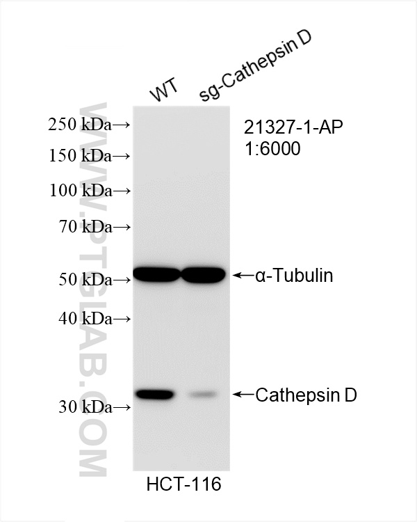 Western Blot (WB) analysis of HCT 116 cells using Cathepsin D Polyclonal antibody (21327-1-AP)