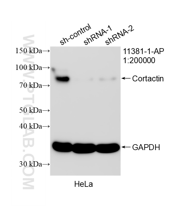Western Blot (WB) analysis of HeLa cells using Cortactin Polyclonal antibody (11381-1-AP)