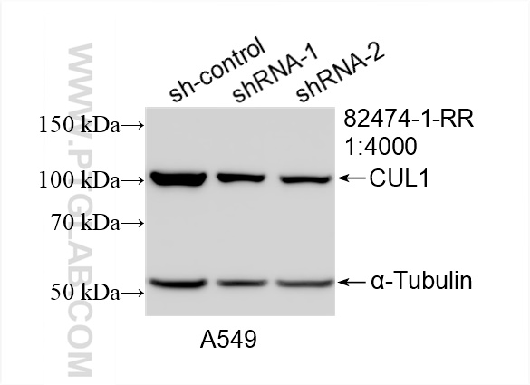 Western Blot (WB) analysis of A549 cells using CUL1 Recombinant antibody (82474-1-RR)