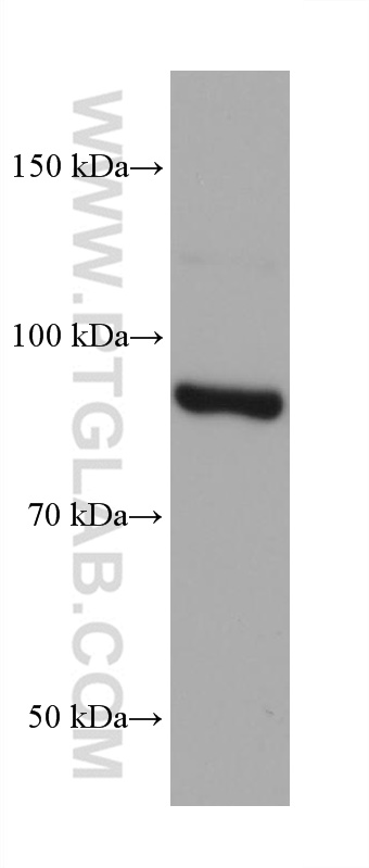 Western Blot (WB) analysis of PC-3 cells using CUL2 Monoclonal antibody (67175-1-Ig)