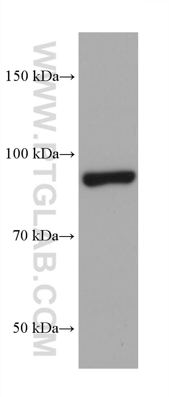 Western Blot (WB) analysis of SW 1990 cells using CUL2 Monoclonal antibody (67175-1-Ig)