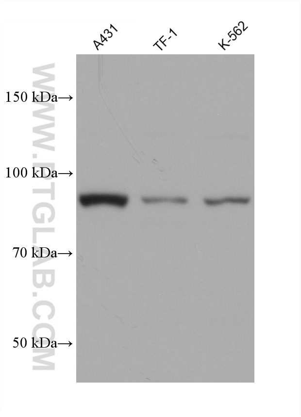 Western Blot (WB) analysis of various lysates using CUL2 Monoclonal antibody (67175-1-Ig)