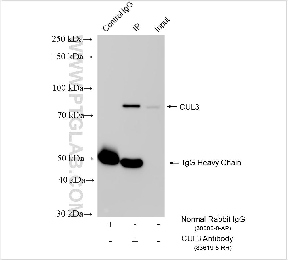 Immunoprecipitation (IP) experiment of HeLa cells using CUL3 Recombinant antibody (83619-5-RR)