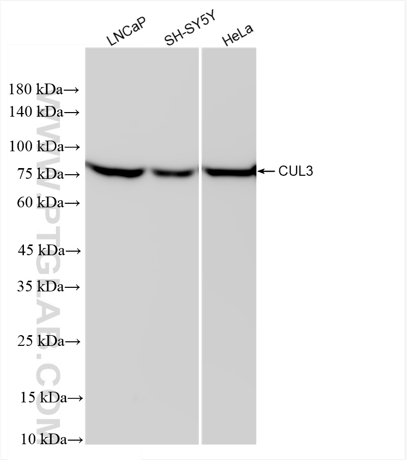 Western Blot (WB) analysis of various lysates using CUL3 Recombinant antibody (83619-5-RR)