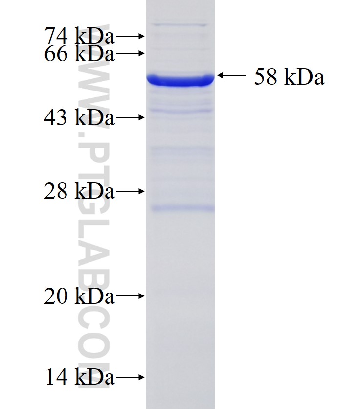 CUL5 fusion protein Ag34620 SDS-PAGE