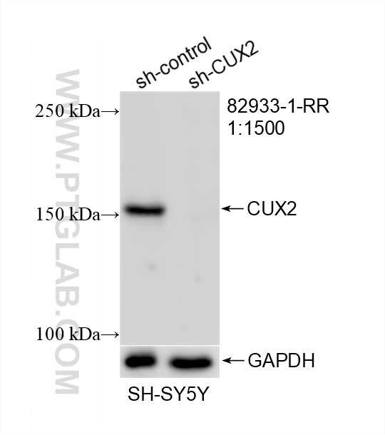 Western Blot (WB) analysis of SH-SY5Y cells using CUX2 Recombinant antibody (82933-1-RR)