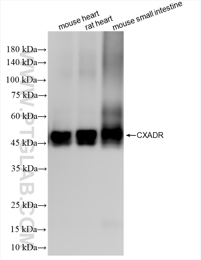 Western Blot (WB) analysis of various lysates using CXADR Recombinant antibody (86186-1-RR)