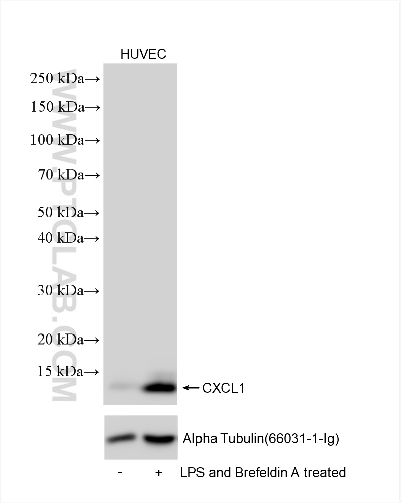 Western Blot (WB) analysis of HUVEC cells using CXCL1 Recombinant antibody (83937-3-RR)