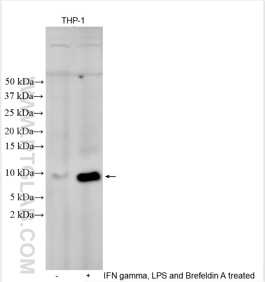 Western Blot (WB) analysis of various lysates using CXCL11 Polyclonal antibody (10707-1-AP)