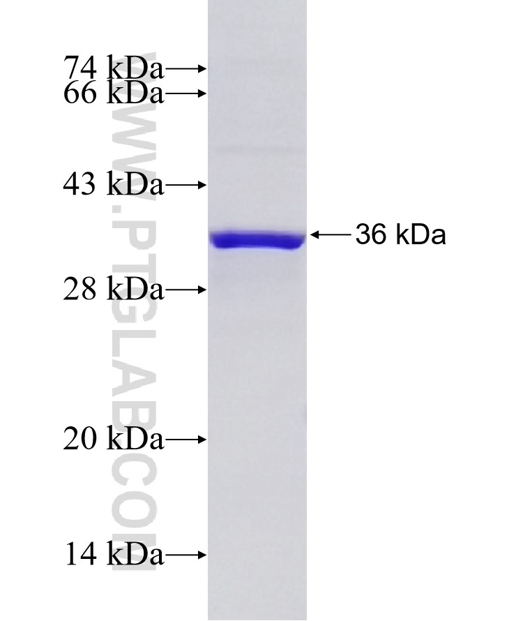 CXCL14 fusion protein Ag26578 SDS-PAGE