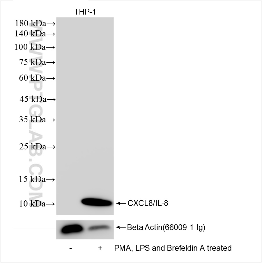 Western Blot (WB) analysis of THP-1 cells using CXCL8/IL-8 Recombinant antibody (83903-4-RR)