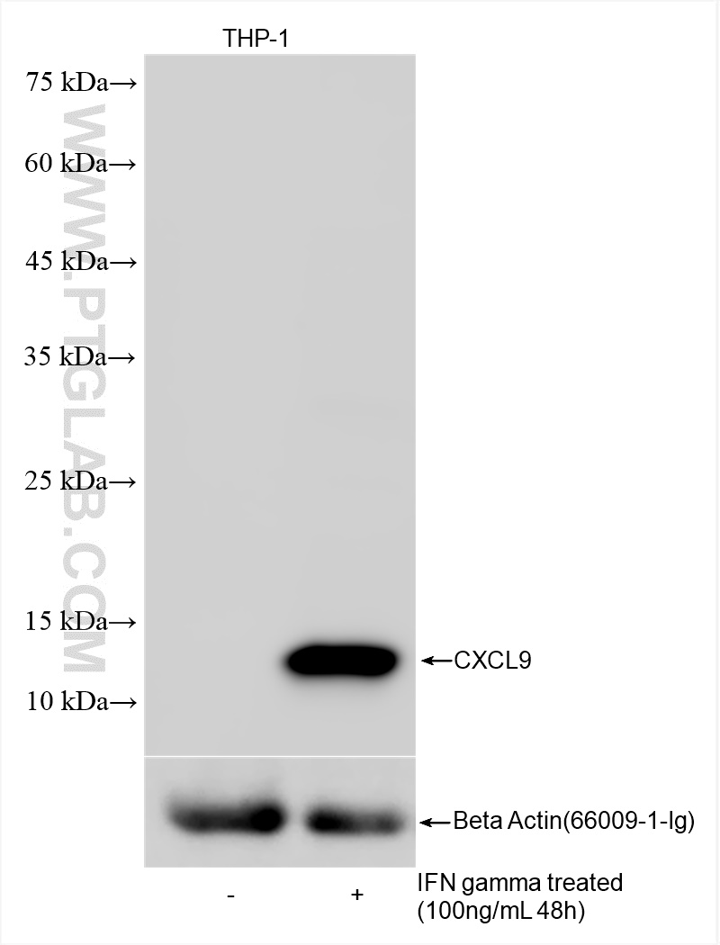 CXCL9/MIG