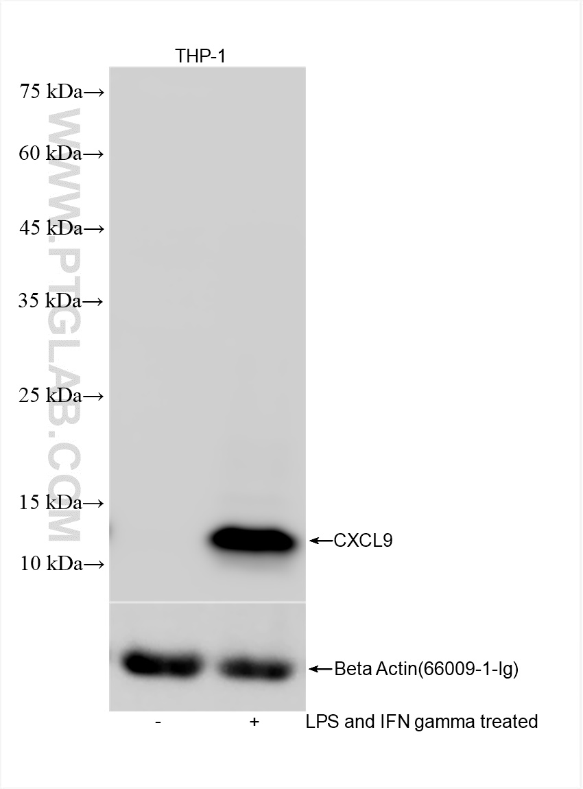 Western Blot (WB) analysis of various lysates using CXCL9/MIG Recombinant antibody (84427-4-RR)