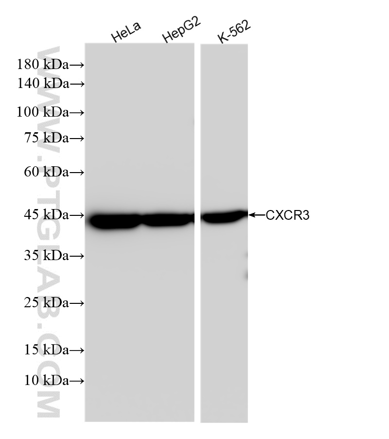 Western Blot (WB) analysis of various lysates using CXCR3 Recombinant antibody (84655-5-RR)