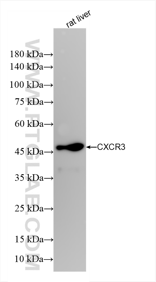 Western Blot (WB) analysis of rat liver tissue using CXCR3 Recombinant antibody (84655-5-RR)