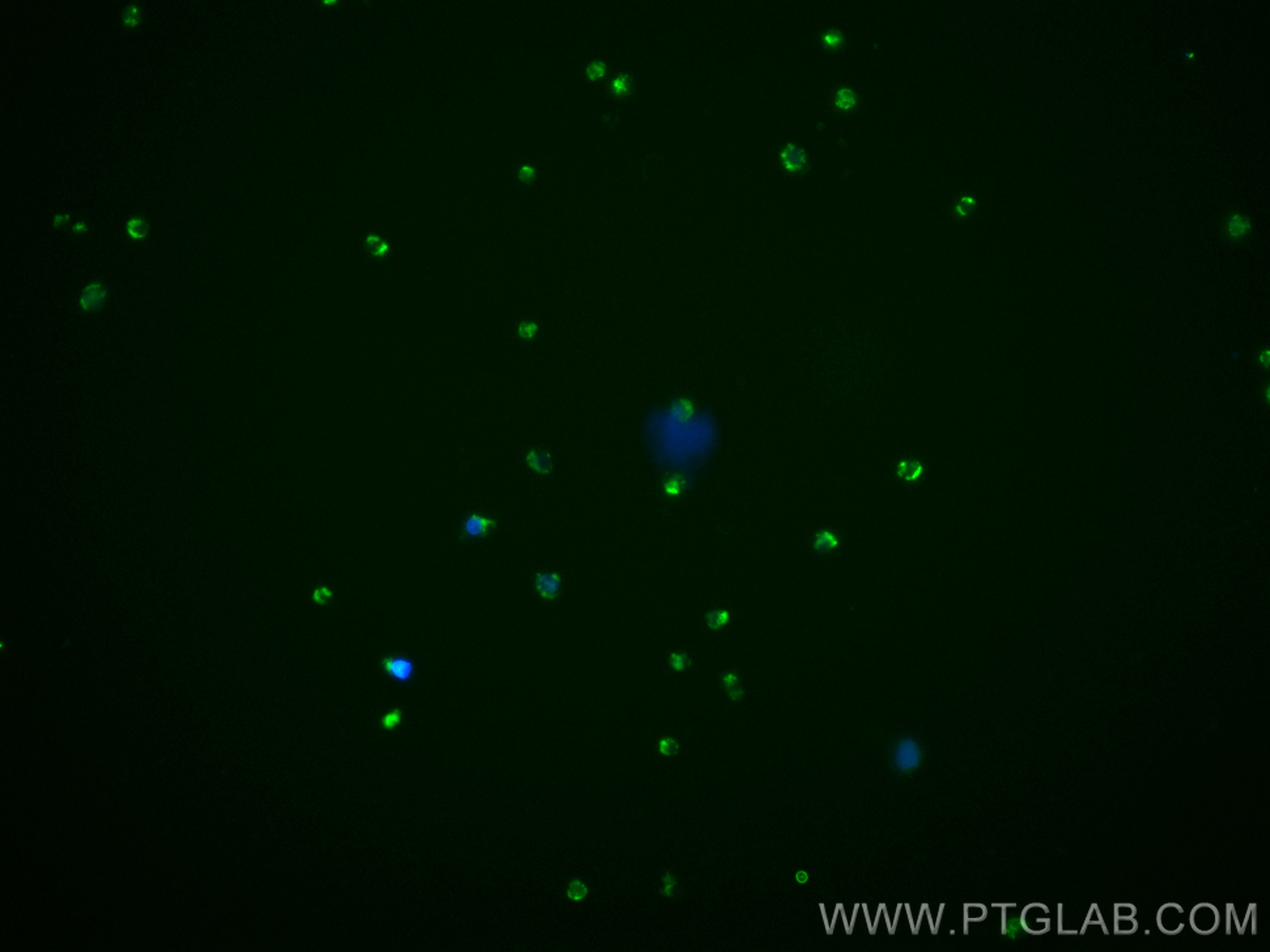 Immunofluorescence (IF) / fluorescent staining of U-937 cells using CoraLite® Plus 488-conjugated CXCR3B-specific Mono (CL488-60065)