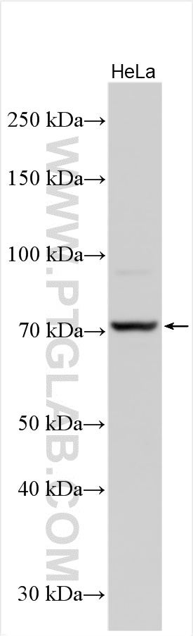 Western Blot (WB) analysis of various lysates using CXCR4 Polyclonal antibody (11073-2-AP)