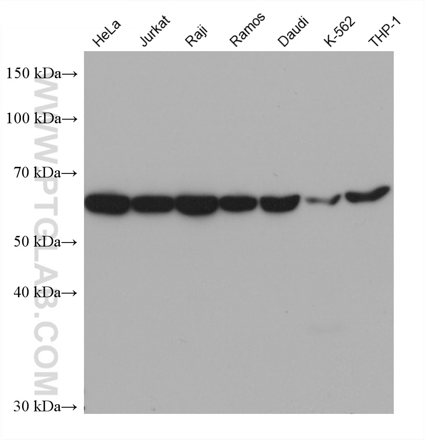 Western Blot (WB) analysis of various lysates using CXCR4 Monoclonal antibody (60042-1-Ig)