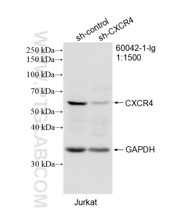 Western Blot (WB) analysis of Jurkat cells using CXCR4 Monoclonal antibody (60042-1-Ig)